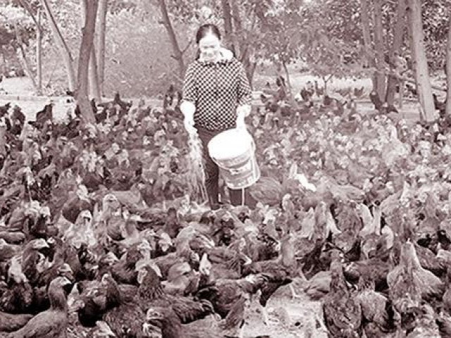 Thị trường - Tiêu dùng - Lợn gà trong trang trại "ế" nhưng thịt "ngoại" vẫn nhập ồ ạt