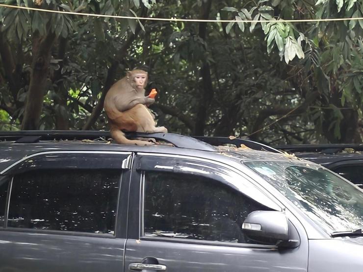 Tin tức trong ngày - HN: Sập bẫy, con khỉ tinh quái, sống "thoát ẩn, thoát hiện" bị bắt