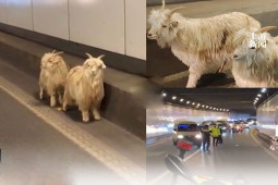 Bạn trẻ - Cuộc sống - Hai chú dê rủ nhau “trốn” khỏi quán thịt nướng và cái kết “dở khóc dở cười”