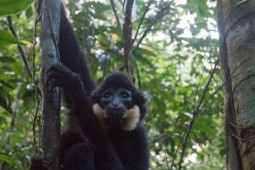 Tin tức trong ngày - Chuyện 'đời' ly kỳ của các con thú Vườn quốc gia Bù Gia Mập