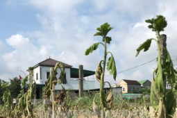 Thị trường - Tiêu dùng - Ruộng hoa chết rũ sau mưa lũ, chủ vườn lo mất Tết