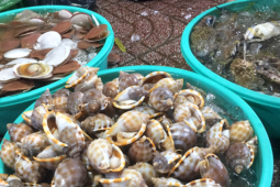 Sức khỏe đời sống - Lợi ích của việc ăn hải sản và động vật có vỏ