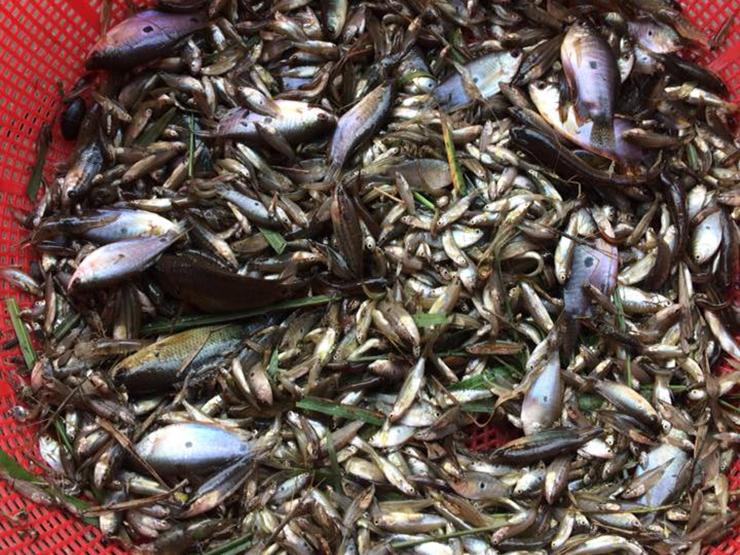 Thị trường - Tiêu dùng - Loại cá bé tí được ví như "lộc trời", trước ai cũng chê nay là đặc sản, giá 100.000 đồng/kg