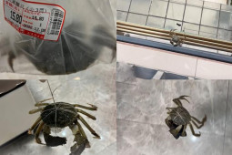 Bạn trẻ - Cuộc sống - Cô gái cao tay mua cua về “giải cứu” chiếc tất bị rơi xuống mái hiên