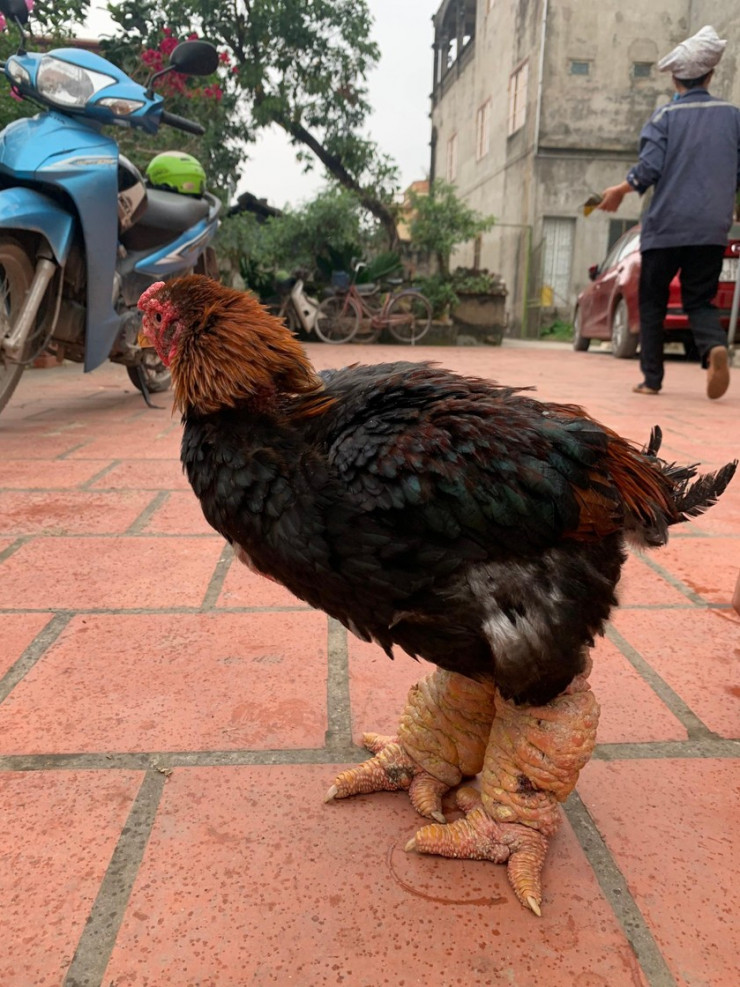 Con gà đẹp với đôi chân to, dáng bắt mắt, trọng lượng từ 4,5 – hơn 5 kg/con