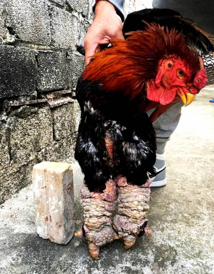 Spending hundreds of millions hunting the kind of "chicken lying in the fireplace", Vietnamese giants are still worried about not having enough to celebrate Tet - 3