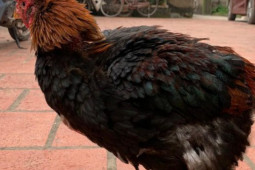 Thị trường - Tiêu dùng - Chi cả trăm triệu săn lùng loại "gà nằm lò sưởi", đại gia Việt vẫn phấp phỏng lo không có để ăn Tết