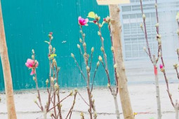 Thị trường - Tiêu dùng - Người Hà Nội chi tiền triệu mua mộc lan chơi Tết sớm