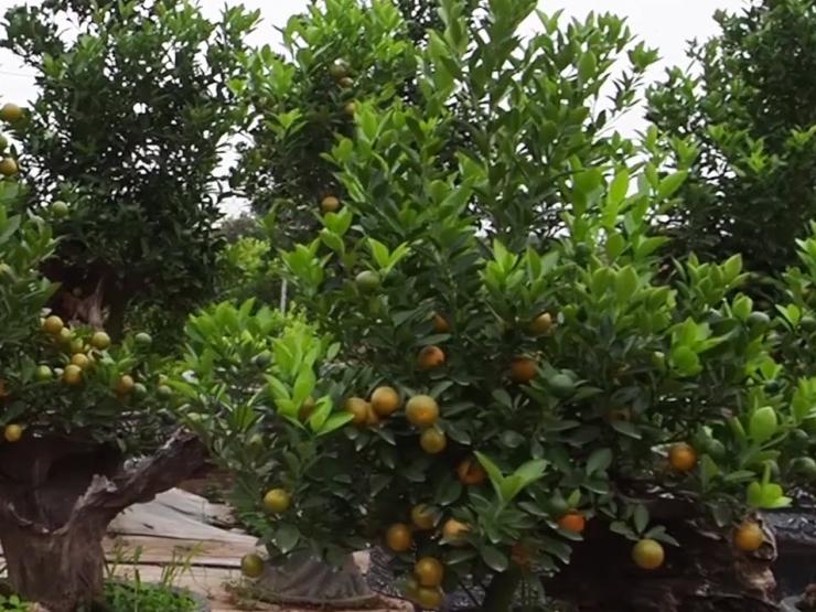 Tin tức trong ngày - Video: Loại cây cảnh được nhiều người ưa chuộng trong mùa Tết này