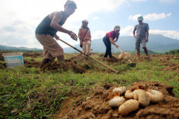 Thị trường - Tiêu dùng - Loài "lúc nhúc" đáng sợ, tốt cho đàn ông, dân ra ruộng đào kiếm nửa triệu/ngày