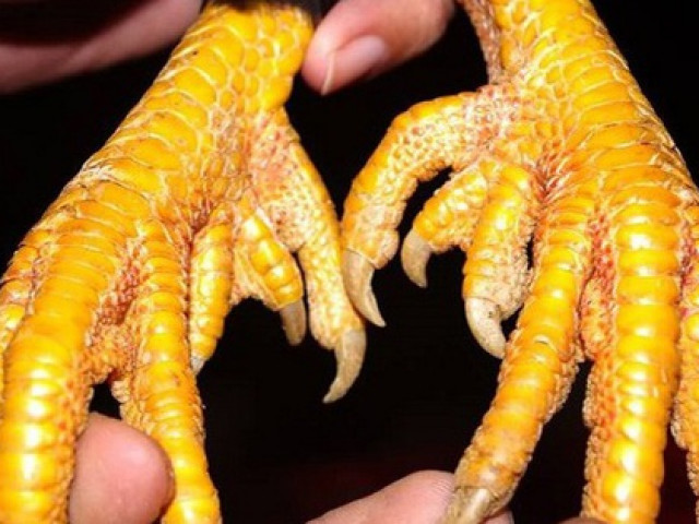 Thị trường - Tiêu dùng - Kỳ lạ loài gà tưởng chỉ có trong truyền thuyết, đại gia tranh nhau lùng mua thưởng Tết