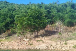 Tin tức trong ngày - “Choáng” với chiêu thâu tóm 138 ha đất rừng của nguyên bí thư huyện ở Bình Định