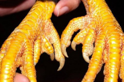 Thị trường - Tiêu dùng - Kỳ lạ loài gà tưởng chỉ có trong truyền thuyết, đại gia tranh nhau lùng mua thưởng Tết