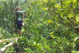 Thị trường - Tiêu dùng - Loại quả dại ở Việt Nam trước không ai biết đến, mấy năm nay "gây sốt"