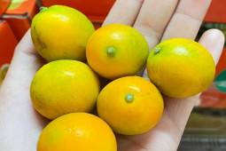 Thị trường - Tiêu dùng - Loại quất lạ ngọt như đường có giá rẻ bất ngờ, chị em thích thú tìm mua