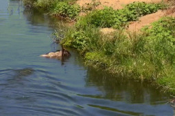 Media - Đại chiến cá sấu dưới nước, linh dương đầu bò bất ngờ bị "quái vật" khác đoạt mạng