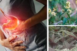 Sức khỏe đời sống - Top cây thảo dược giúp cải thiện trào ngược và đau dạ dày cực hiệu quả được chuyên gia khuyên dùng
