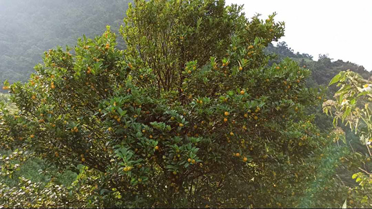 Đó cũng là thời điểm người dân đổ xô đi hái chanh rừng về bán cho thương lái hoặc gửi xe về xuôi
