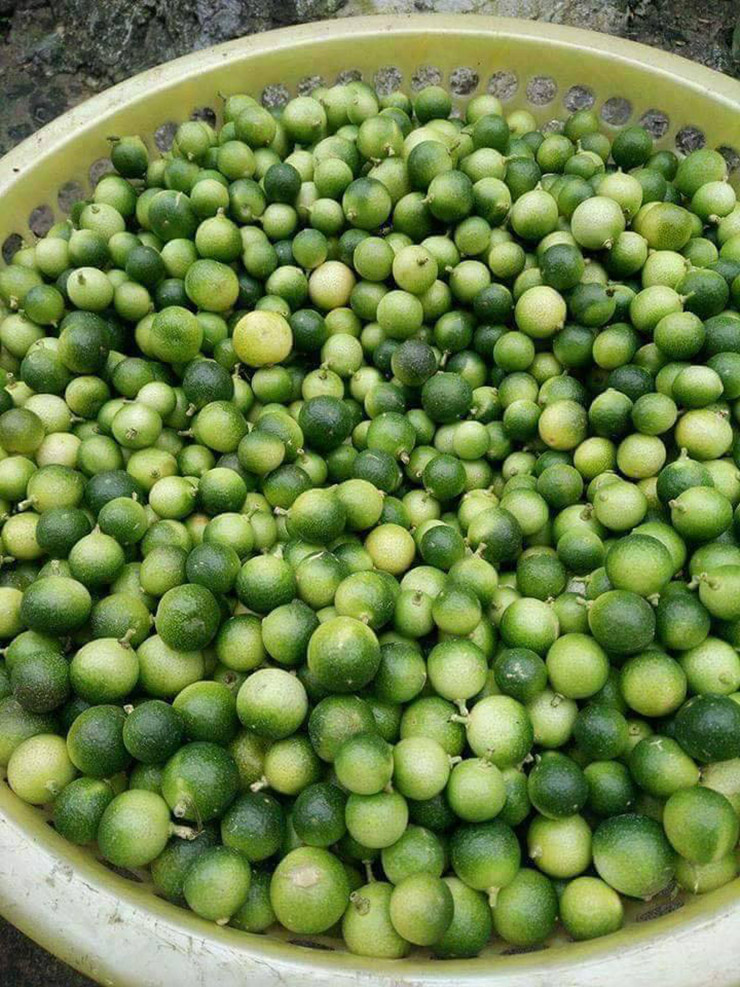 Chanh rừng Mẫu Sơn quả rất nhỏ, chỉ nhỉnh hơn quả quất một chút.&nbsp;

