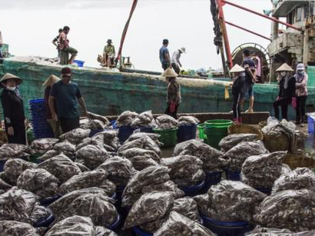 Tin tức trong ngày - Hé lộ góc khuất cò ngư dân đi biển: Thủ đoạn “lùa gà” đi biển