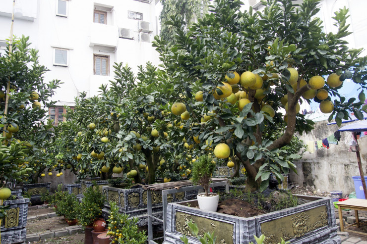 Bonsai grapefruit down the street to serve guests playing Tet, a 50-year-old unique pot with a price of 100 million VND - 2