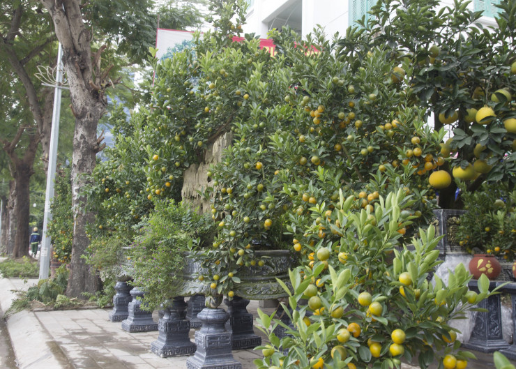 Trên đường Lạc Long Quân (Tây Hồ), những chậu bonsai quất, bưởi phục vụ khách chơi Tết bắt đầu được bày bán.