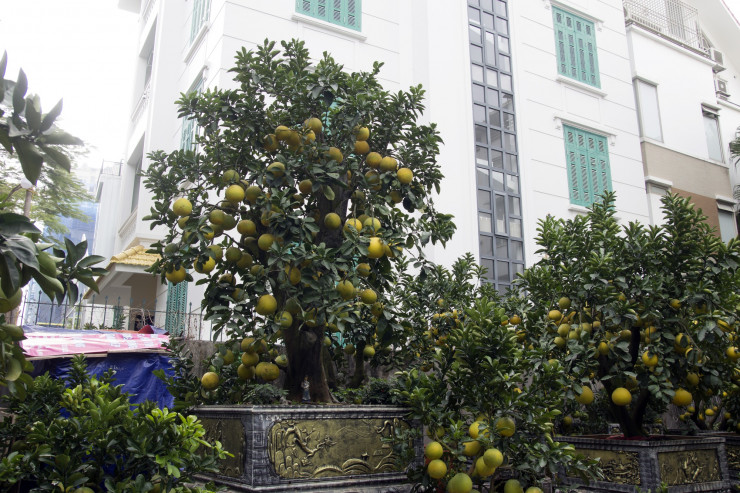 Bonsai grapefruit down the street to serve guests playing Tet, a 50-year-old unique pot with a price of 100 million VND - 3