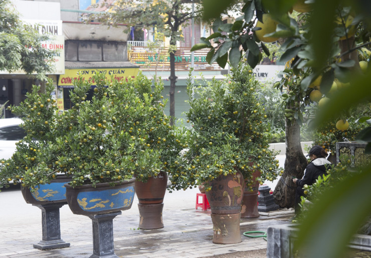 Bưởi bonsai xuống phố phục vụ khách chơi Tết, chậu độc lạ tuổi đời 50 năm giá bán 100 triệu đồng - 4
