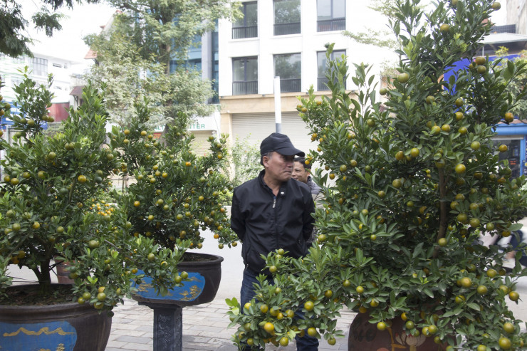 Bưởi bonsai xuống phố phục vụ khách chơi Tết, chậu độc lạ tuổi đời 50 năm giá bán 100 triệu đồng - 6