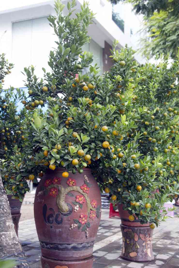Bonsai grapefruit down the street to serve guests playing Tet, a 50-year-old unique pot with a price of 100 million VND - 7