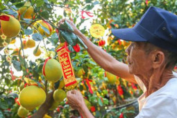 Thị trường - Tiêu dùng - Bưởi Diễn vàng ửng, lúc lỉu quả Nam tiến, giá hàng chục triệu đồng