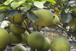 Thị trường - Tiêu dùng - Bưởi bonsai xuống phố phục vụ khách chơi Tết, chậu độc lạ tuổi đời 50 năm giá bán 100 triệu đồng