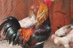 Thị trường - Tiêu dùng - Loại gà tưởng chỉ có trong tranh, dành cho vua được đại gia Việt đặt tiền trước cả năm để ăn chơi dịp Tết