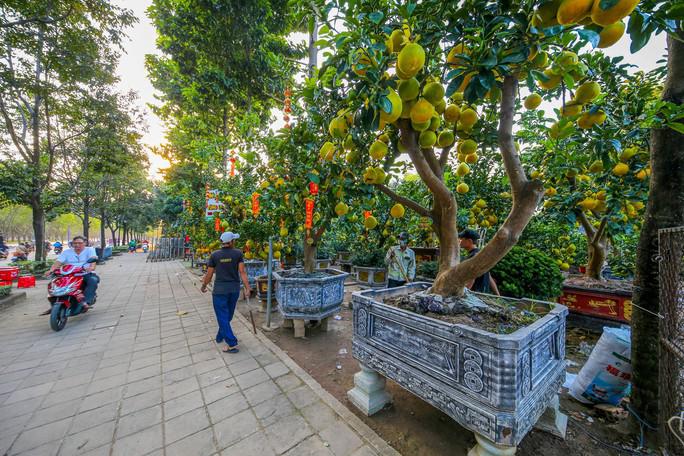 Trên đường Mai Chí Thọ (TP Thủ Đức) những cây bưởi Diễn cổ thụ được chủ vườn mang ra chào bán với giá vài triệu đồng/cây, tùy vào số lượng quả, độ tuổi, hình dáng của cây.
