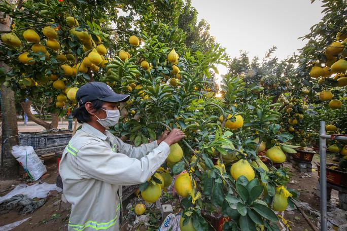 Bưởi Diễn vàng ửng, lúc lỉu quả Nam tiến, giá hàng chục triệu đồng - 6