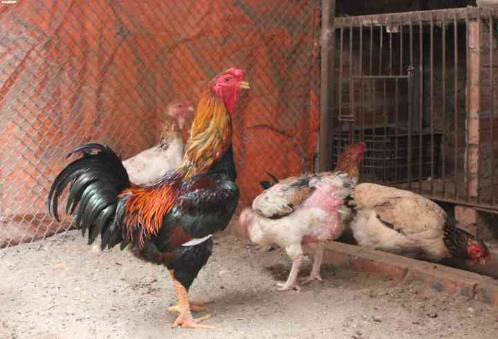 Gà Hồ trưởng thành có cân nặng từ 4-5,5 kg.