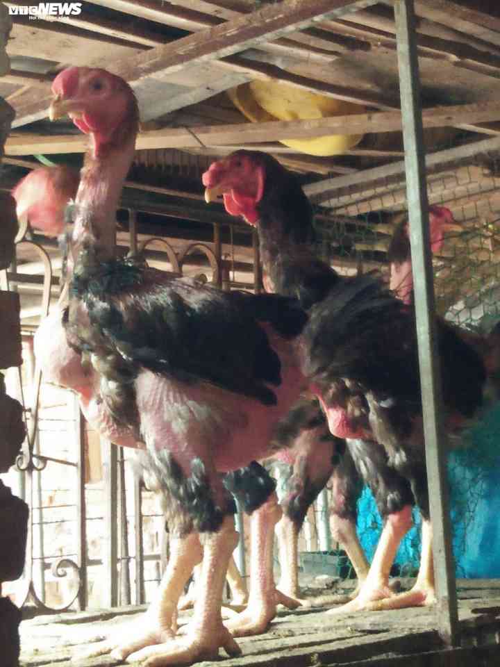 Những con giống thuần chủng luôn được chăm sóc tốt để duy trì nguồn gen quý.