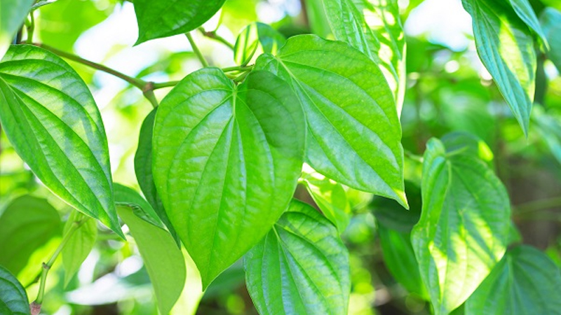 Sữa tắm chiết xuất lá trầu không "lên ngôi" nhờ công thức kháng khuẩn không gây khô da - 1