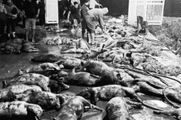 Tin tức trong ngày - Xót xa khi gần 1.300 con lợn bị chết cháy trong đêm