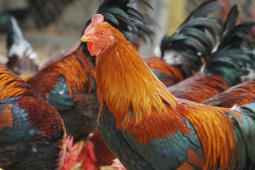 Thị trường - Tiêu dùng - Lạ lùng gà "thái giám" được chọn từ trong trứng, giá "cắt cổ" vẫn không có để đại gia mua dịp Tết