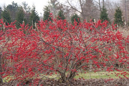 Thị trường - Tiêu dùng - Cây dại ở nước ngoài về Việt Nam giá tiền triệu, chị em đua nhau mua