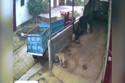 Xe máy - Xe đạp - Clip: Đỉnh cao lùi xe rơ moóc