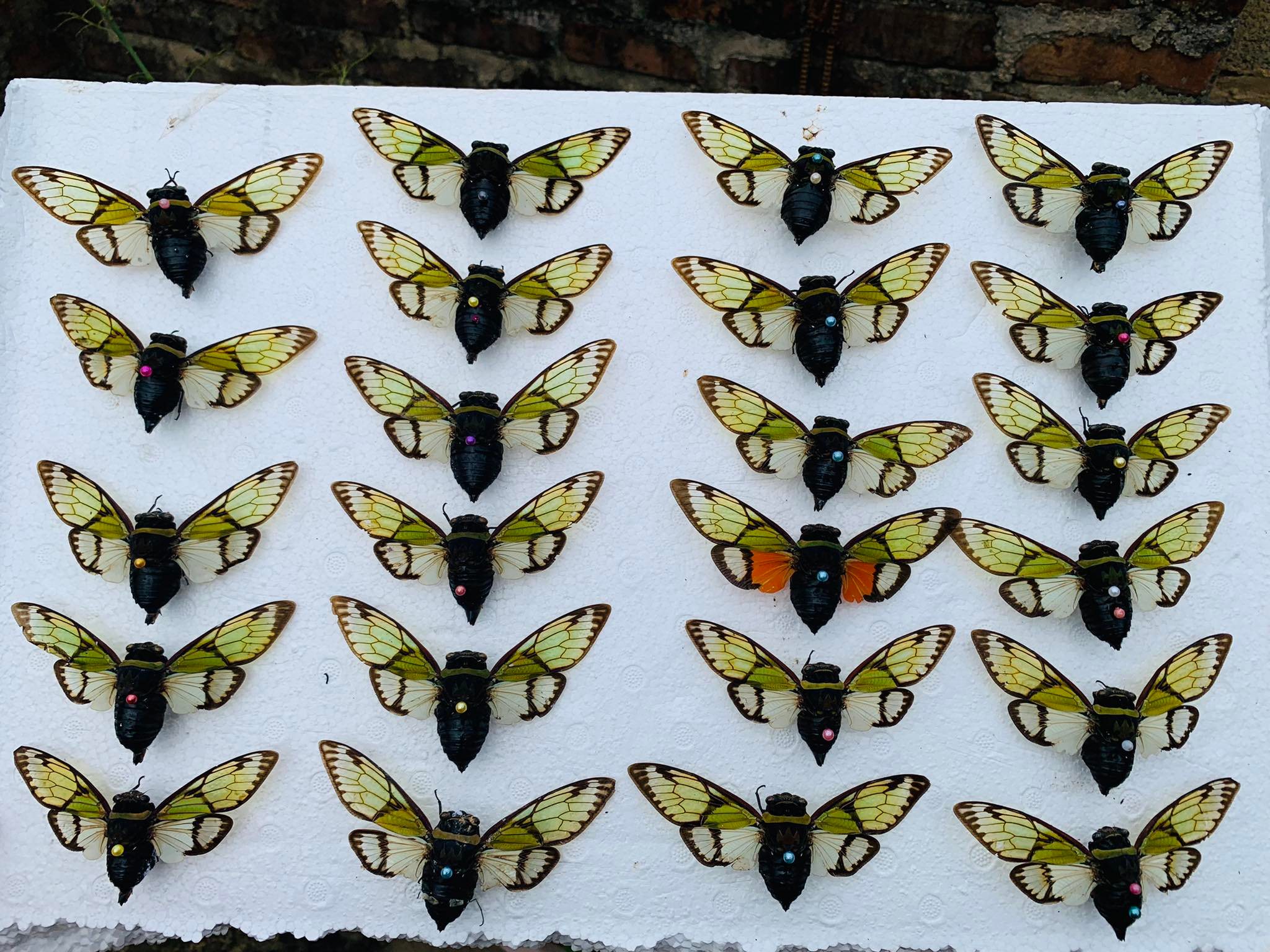 Giá bán mỗi sản phẩm dao động từ 30 -150 nghìn đồng/mẫu.