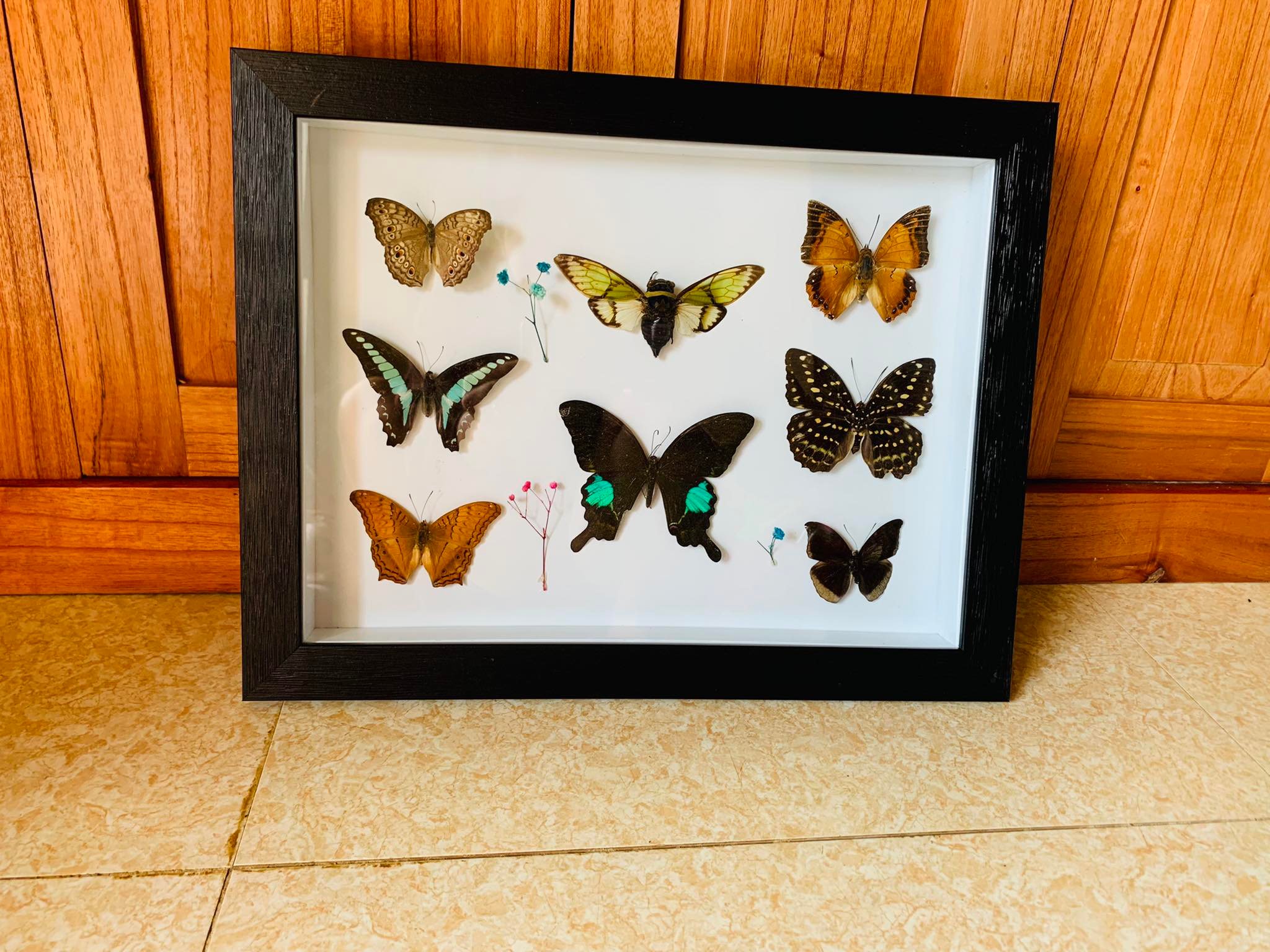 Hàng nghìn mẫu tiêu bản bướm được bán ra thị trường trong suốt 2 năm qua.