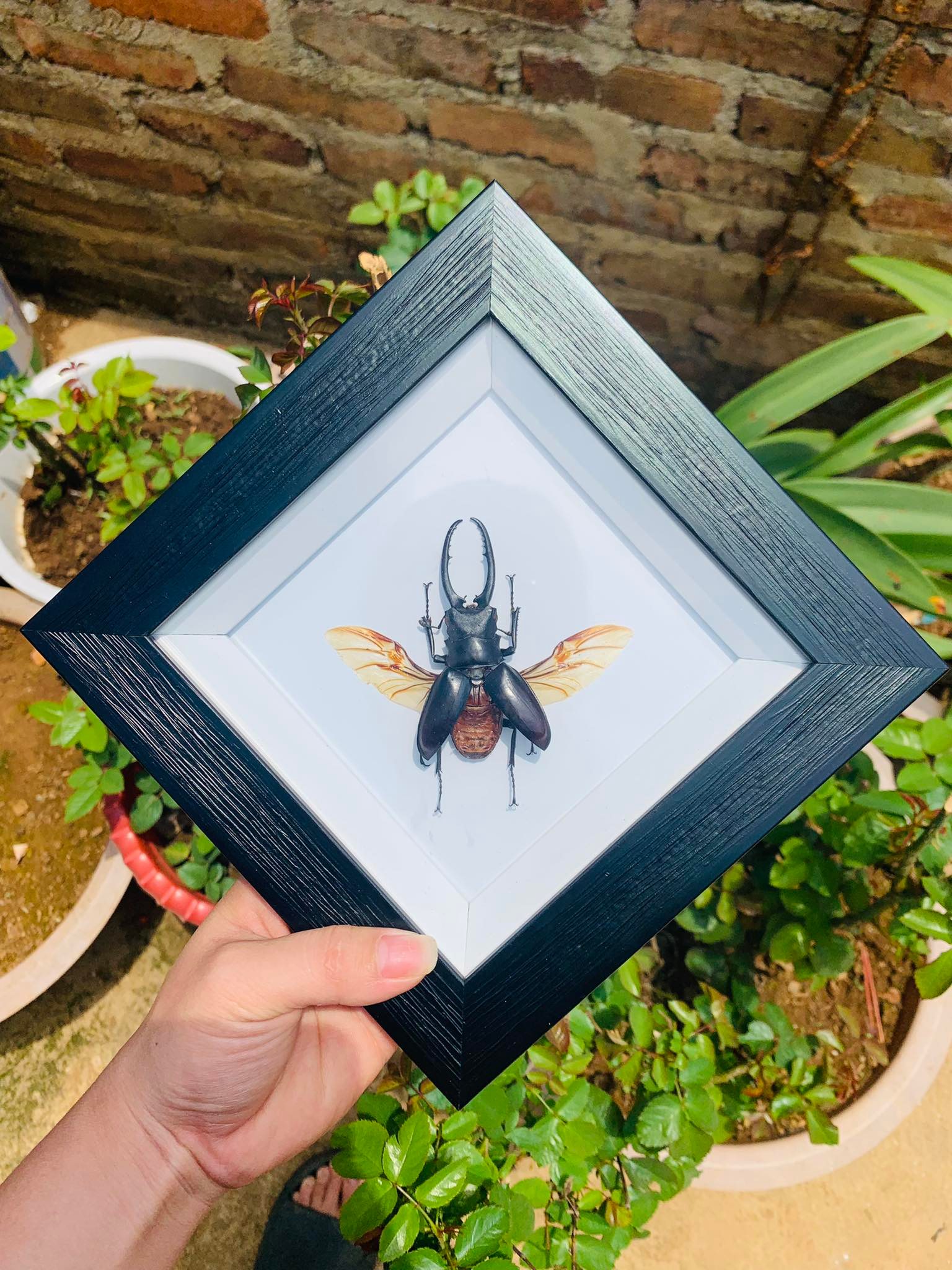 Hiện, chị đã làm được khoảng vài trăm tiêu bản bọ.