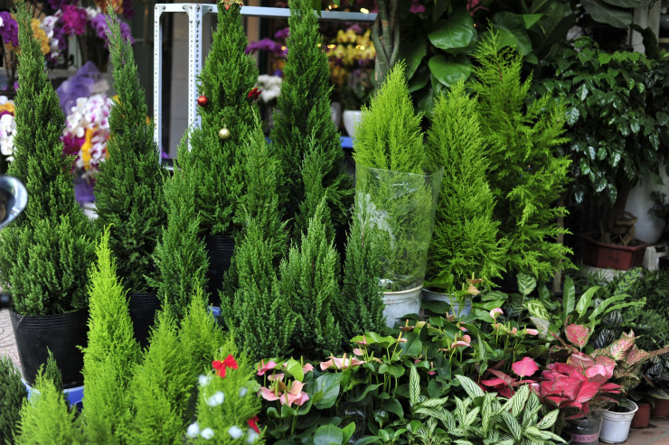 Riêng phố Hoàng Hoa Thám (Tây Hồ, Hà Nội) bắt đầu tràn ngập cây thông mini phục vụ mùa Giáng sinh.