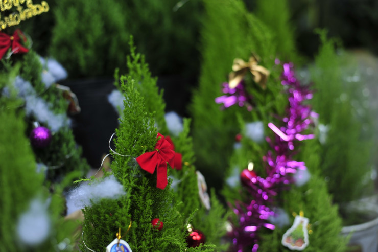 Theo chị Trang, để hút khách hàng hơn, trước khi bày bán, cây tùng thơm sẽ được trang trí thành cây thông Noel.