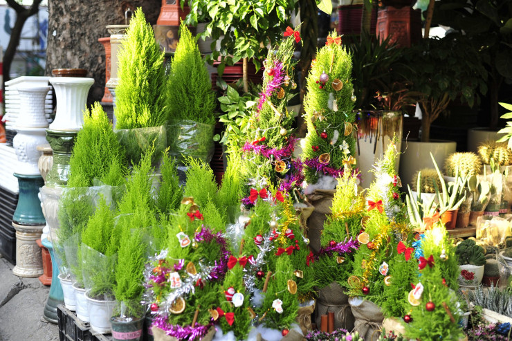 Chị Thu Trang – chủ một cửa hàng cây cảnh trên đường Hoàng Hoa Thám cho biết, cứ trước thềm Giáng sinh, cây tùng được người dân lựa chọn làm cây thông mini để bài trí trong không gian gia đình, nhất là những gia đình có không gian nhỏ.
