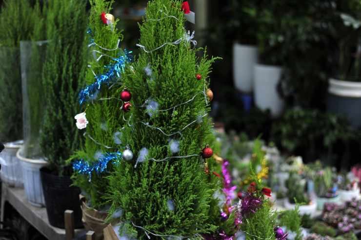 Do không phải cây nhựa, lại lạ lẫm nên năm nay, cây thông mini được nhiều khách hàng chọn mua.