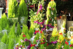 Thị trường - Tiêu dùng - Hà Nội: Cây thông mini đắt hàng vì giá rẻ, thông dụng, "chơi" Noel xong làm luôn cây cảnh trong nhà